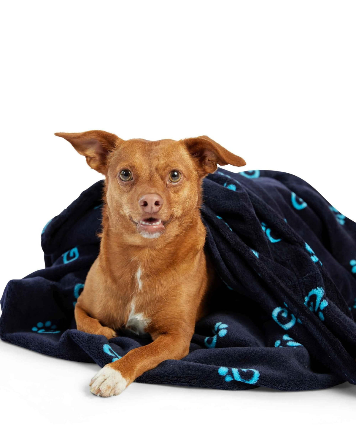 Yumuşak Polar Köpek ve Kedi Battaniyesi Pati Logolu Evcil Hayvan ve Sahibi İçin GF Pet Logo Blanket Mavi