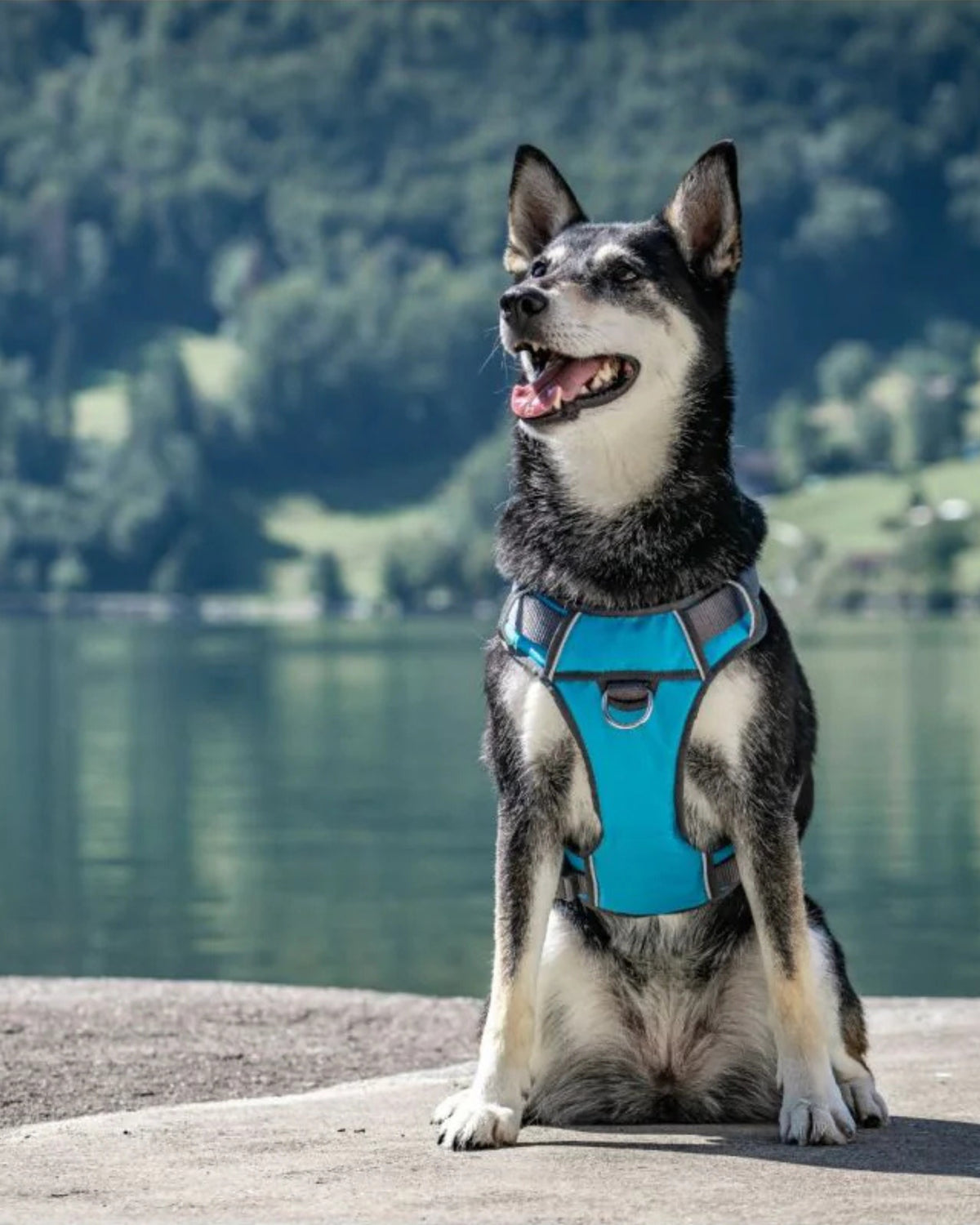 Yumuşak Dolgulu Köpek Göğüs Tasması Red Dingo Padded Harness