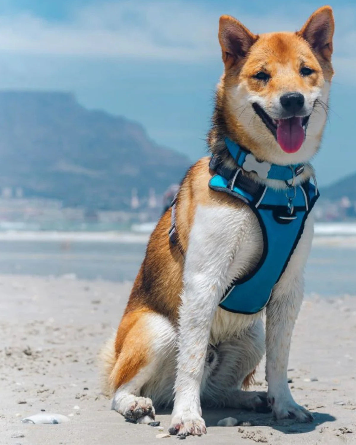 Yumuşak Dolgulu Köpek Göğüs Tasması Red Dingo Padded Harness
