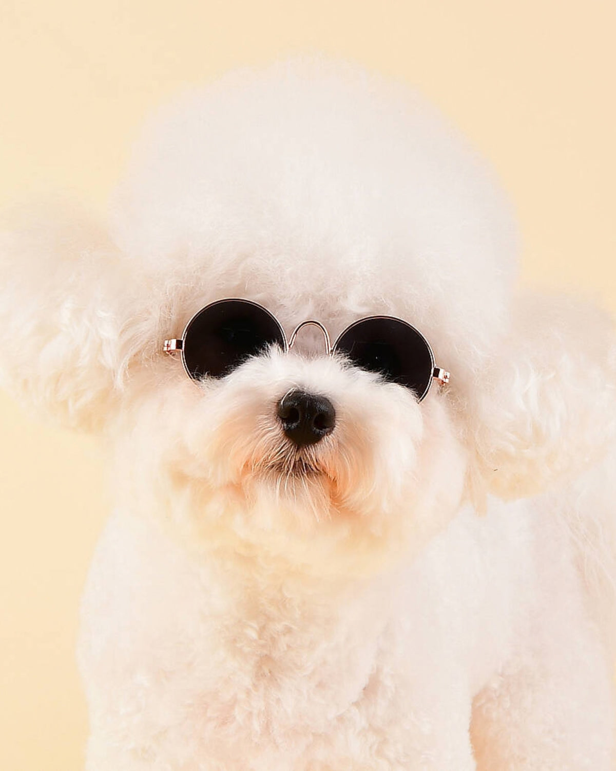 Yuvarlak Çerçeveli Retro Siyah Köpek Güneş Gözlüğü Olchi Sunglass