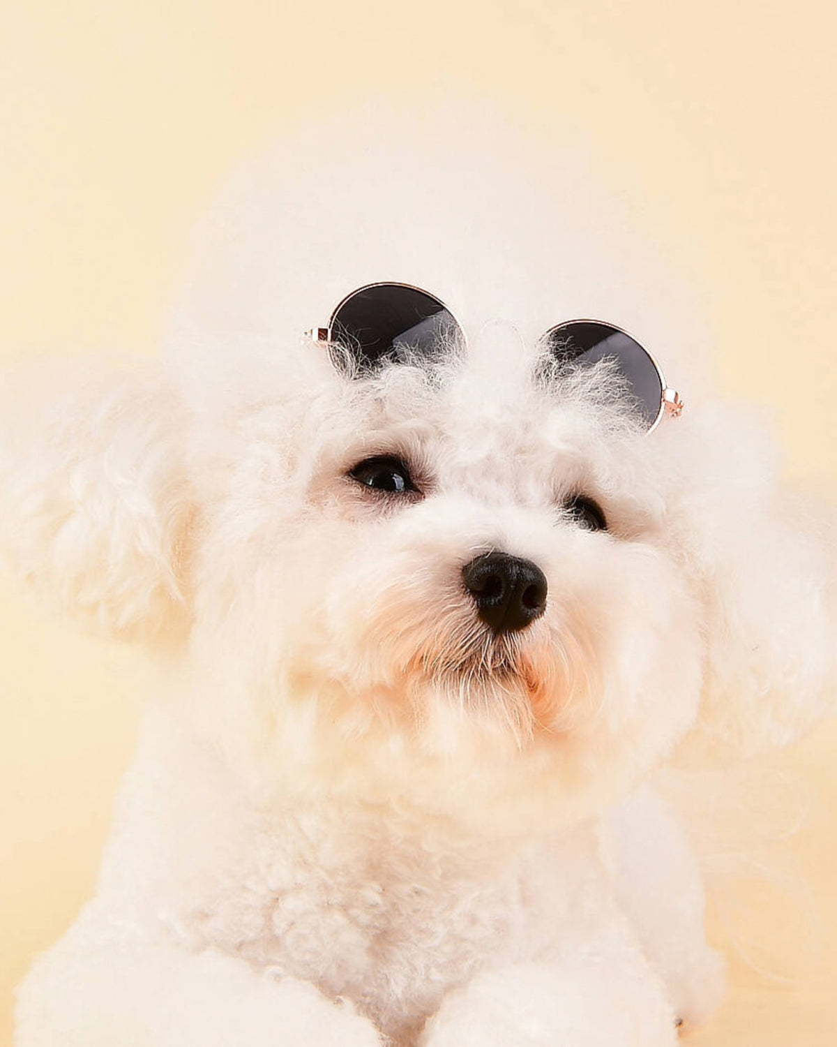 Yuvarlak Çerçeveli Retro Siyah Köpek Güneş Gözlüğü Olchi Sunglass