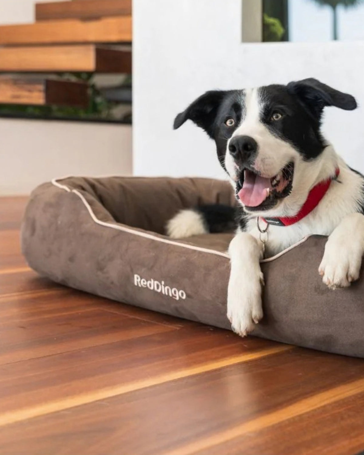 Yuvarlak Kenarlı Köpek Yatağı Red Dingo Premium Donut Bed
