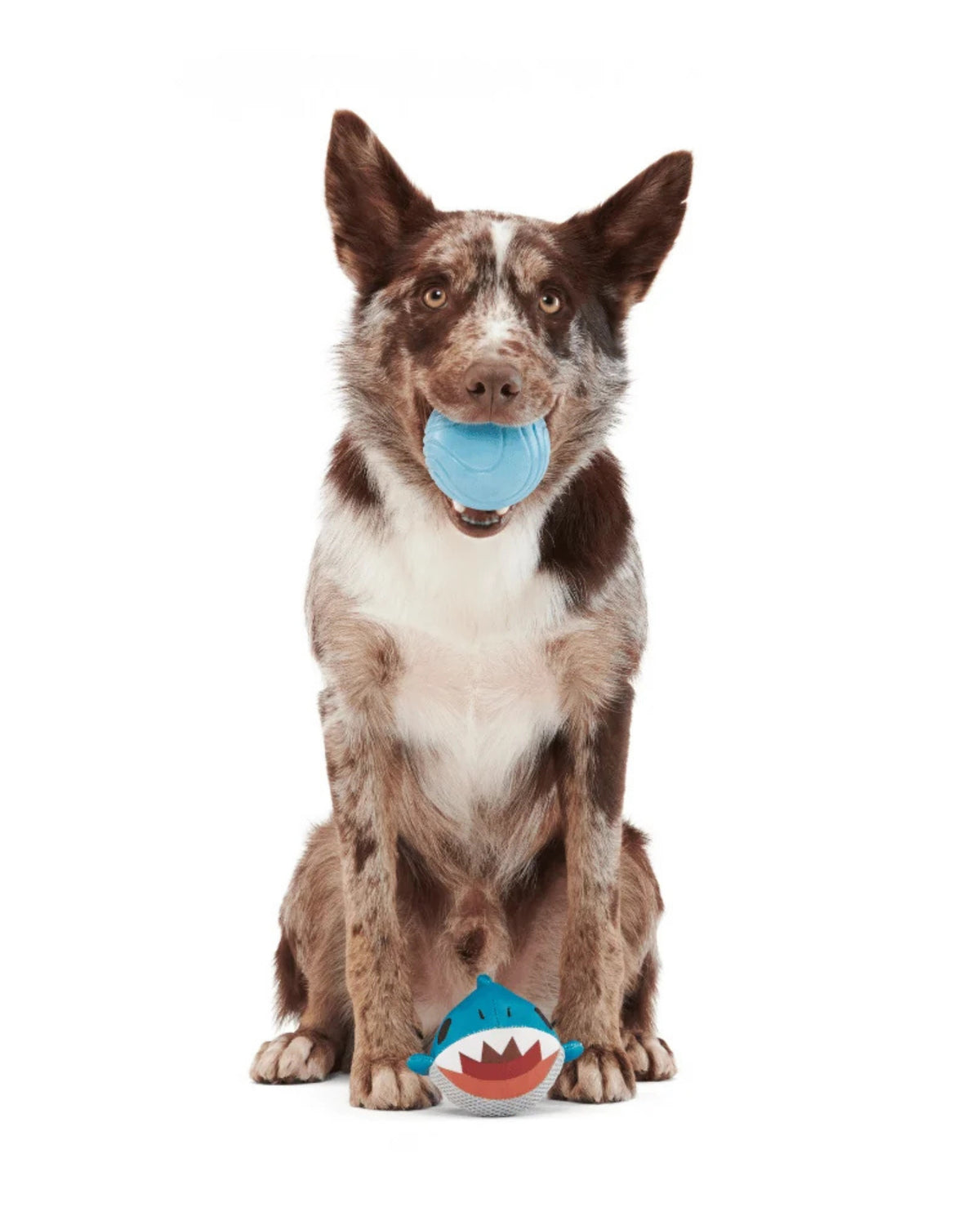 Yüzen Köpek Balığı Figürlü Getirme Oyuncağı BARK Great White Dwight