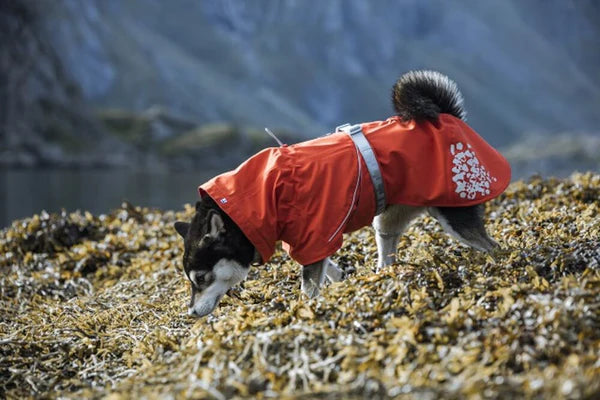 Hurtta Monsoon ECO Köpek Montu image 1