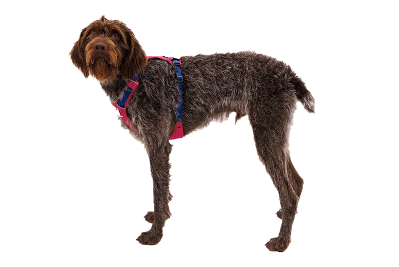Ruffwear Hi&Light Göğüs Tasması image 10