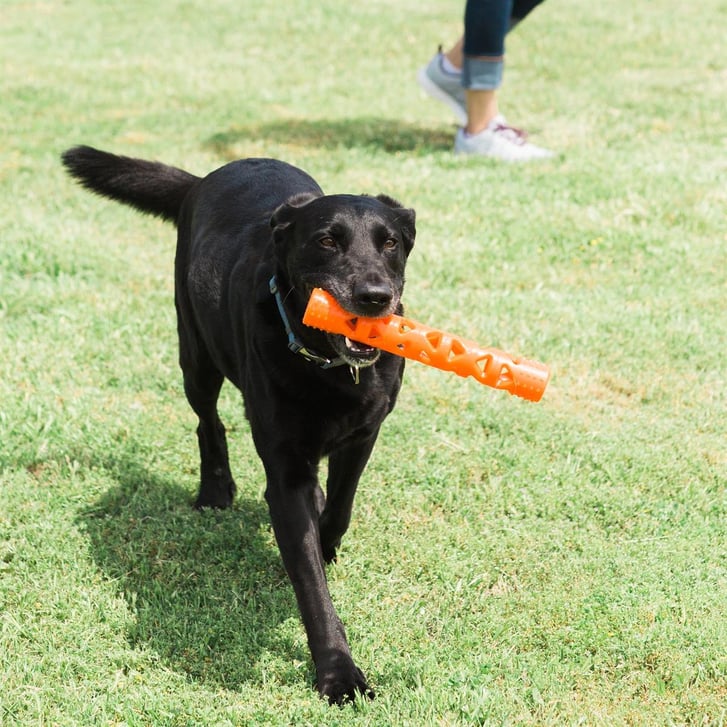 Chuckit! Air Fetch Stick Köpek Oyuncağı (Büyük Boy) image 6