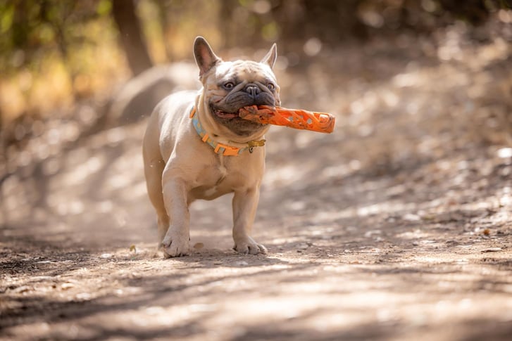 Chuckit! Air Fetch Stick Köpek Oyuncağı (Küçük Boy) image 3