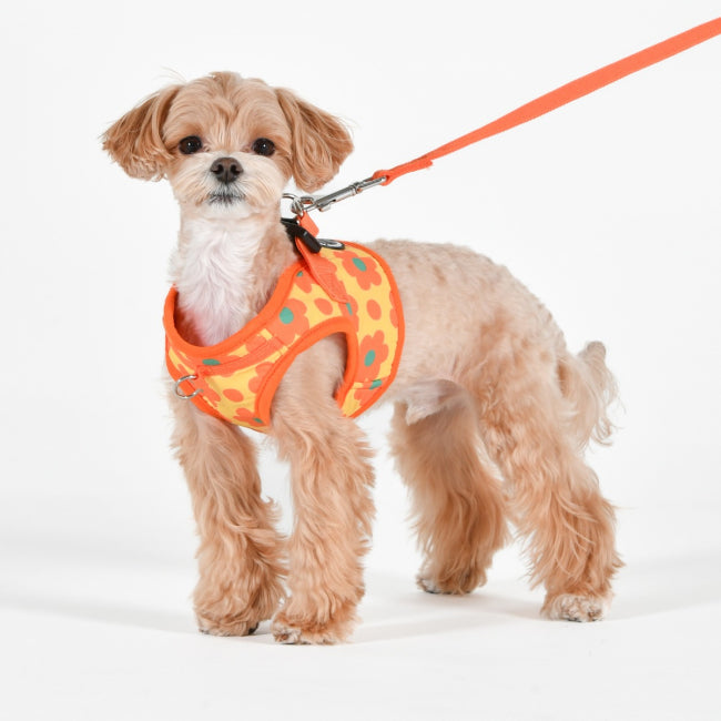 Puppia Bacopas Göğüs Tasması image 8