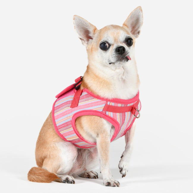 Puppia Theros Göğüs Tasması image 4