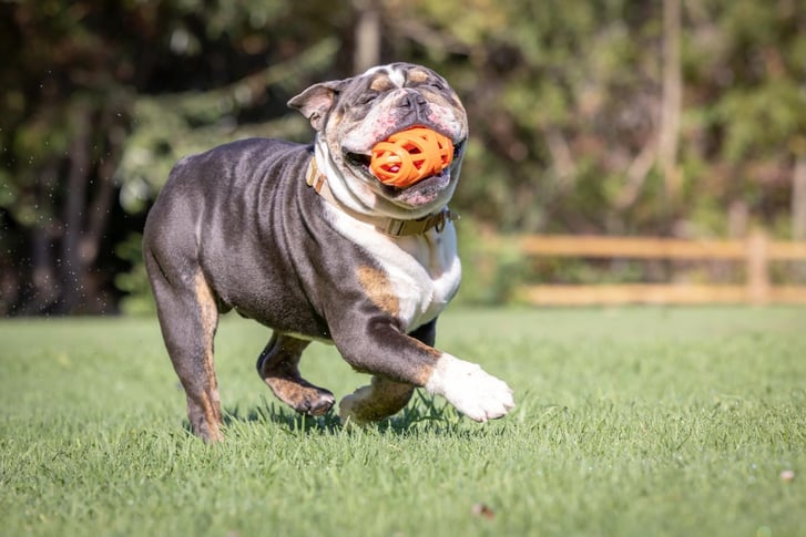 Chuckit! Air Fetch Football Köpek Oyun Topu image 1