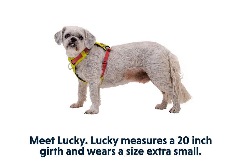 Ruffwear Hi&Light Göğüs Tasması image 7