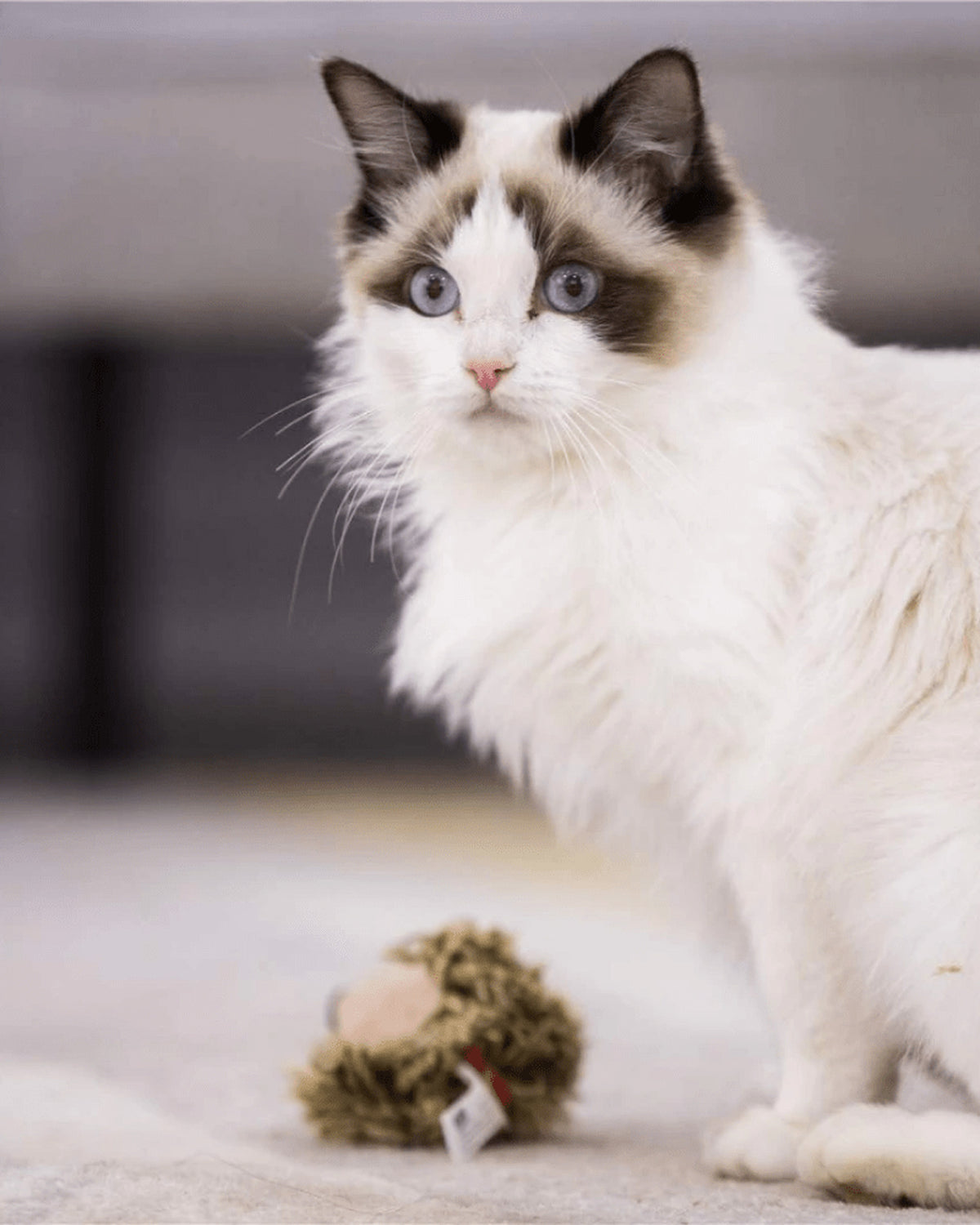 Hareket Sensörlü Gerçekçi Sesli Peluş Kirpi Kedi Oyuncağı Gigwi Melody Chaser Kahverengi