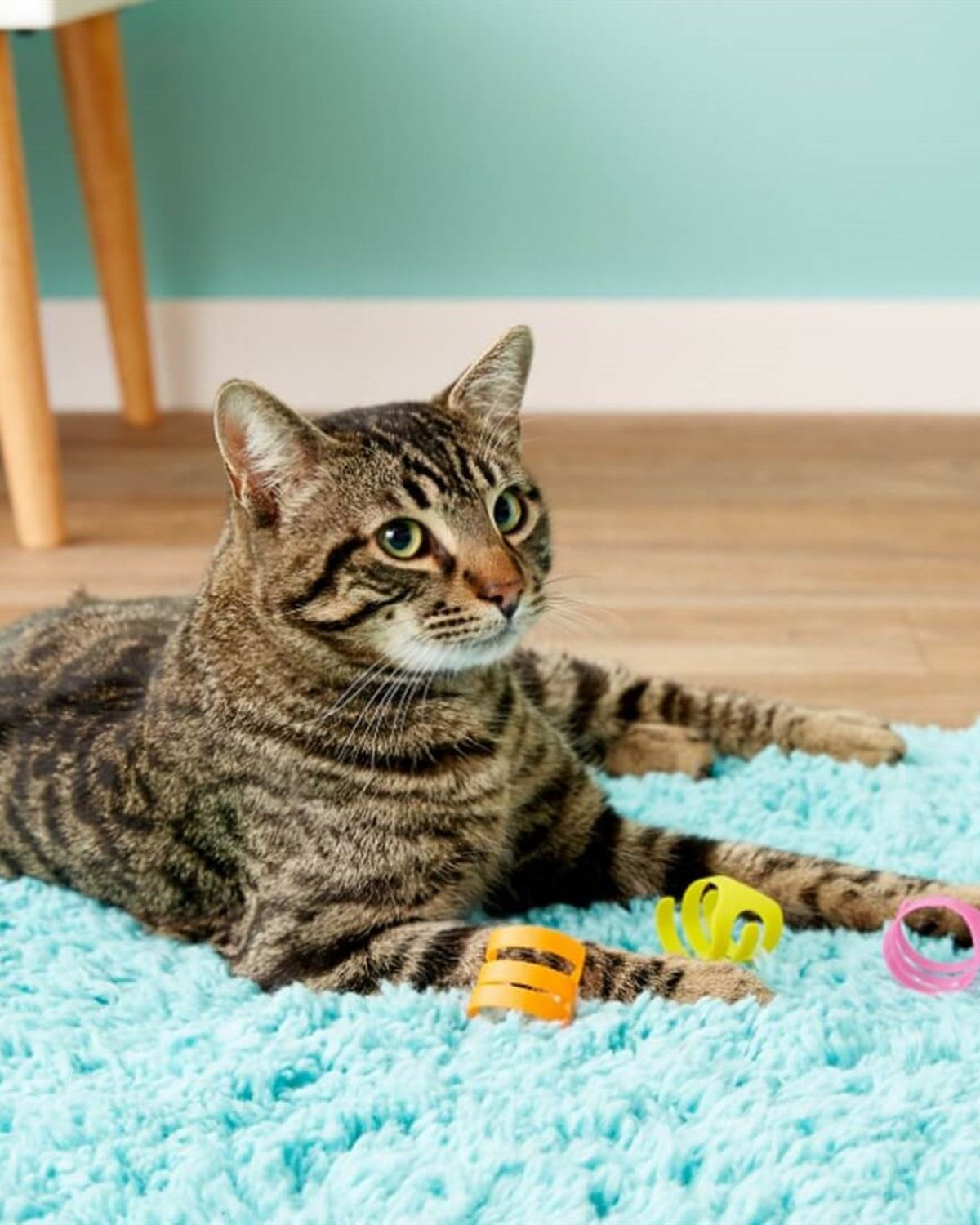 Neon Renkli Plastik Spiral Halka 3'lü Kedi Oyuncağı Fat Cat Looney Loops
