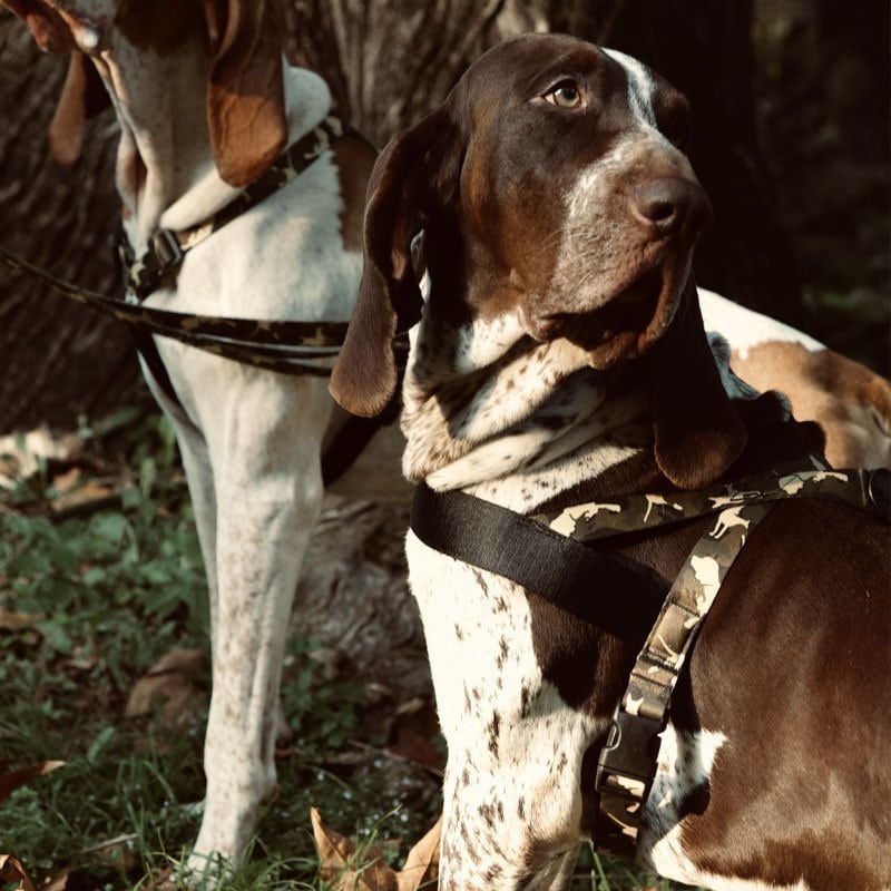 Morso Full Metal Dog Norveç Tipi Göğüs Tasması 5