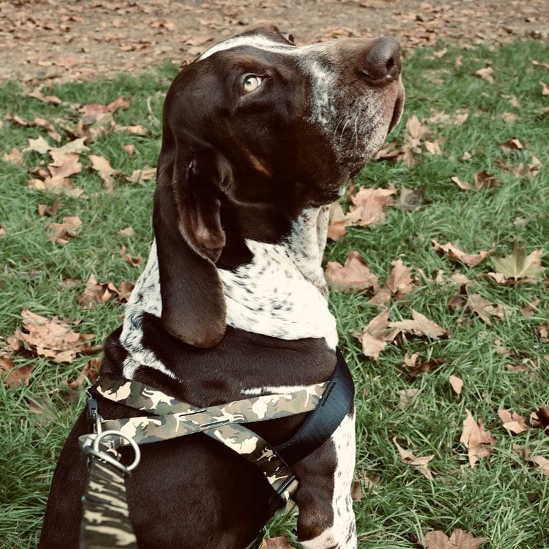 Morso Full Metal Dog Norveç Tipi Göğüs Tasması 6