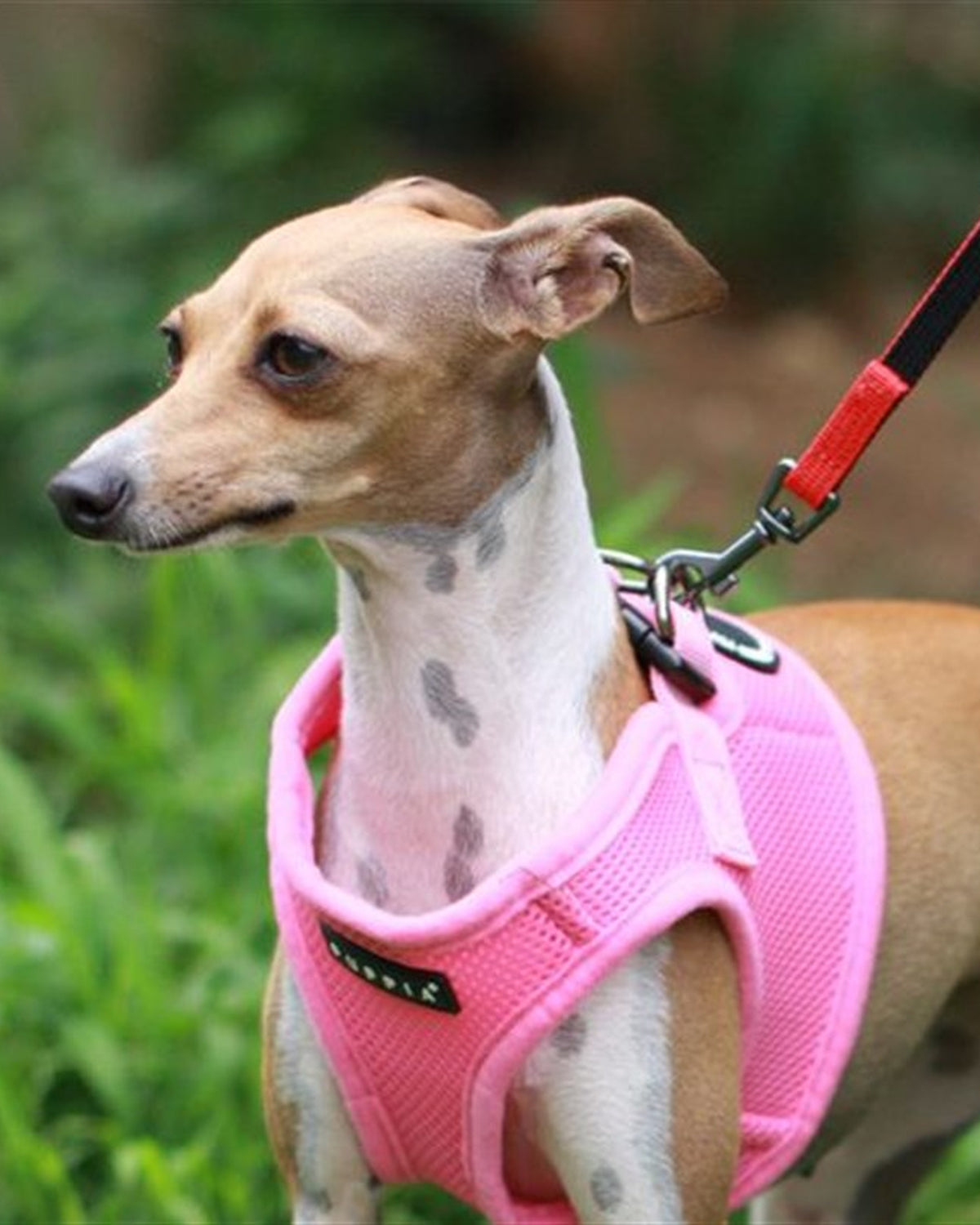 Hava Alan File Kumaşlı Yelek Tipi Köpek Göğüs Tasması Puppia Soft Vest Harness B Pembe