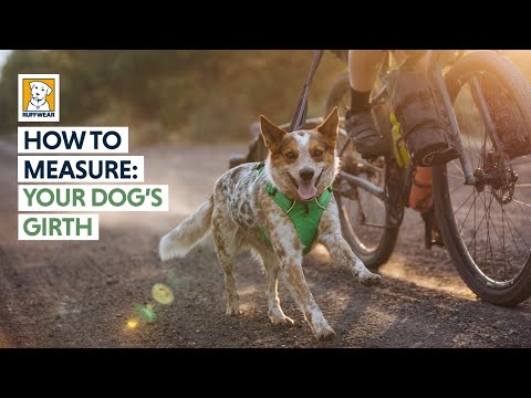 Ruffwear Front Range Göğüs Tasması tanıtım videosu