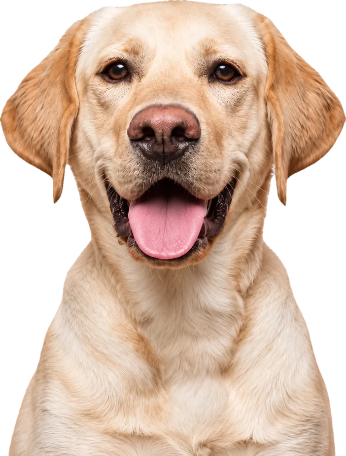 Köpekler için